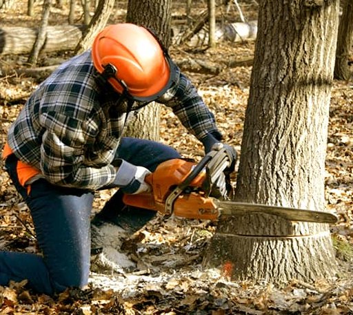 Tree Removal in North Buena Vista, IA